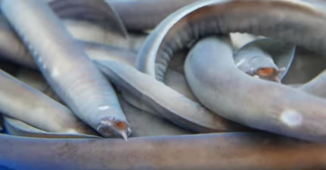 ヌタウナギ