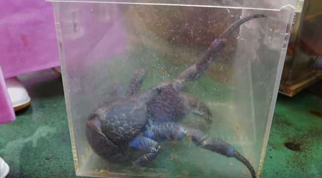 ヤシガニ