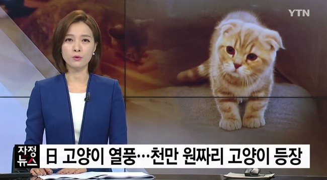 日本で猫ブーム
