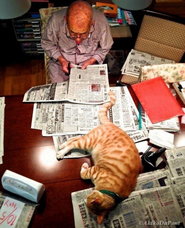 癒してくれる赤猫