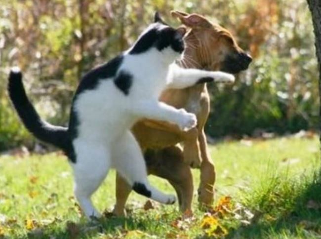 猫パンチ