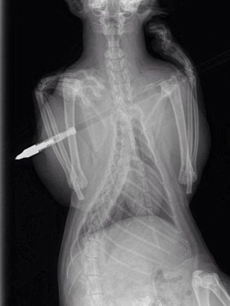 arrow_cat_02