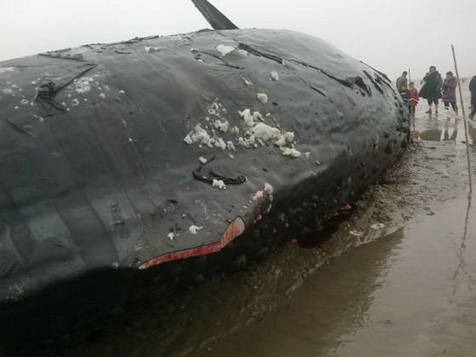 kitt_220130502kz