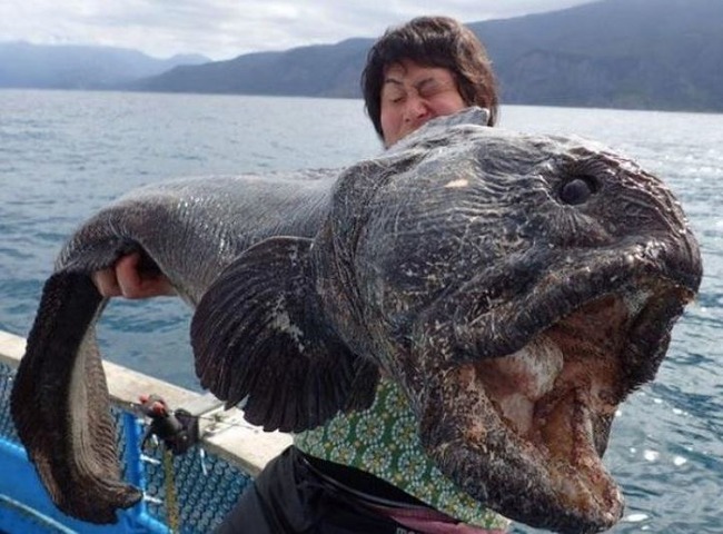 巨大な魚