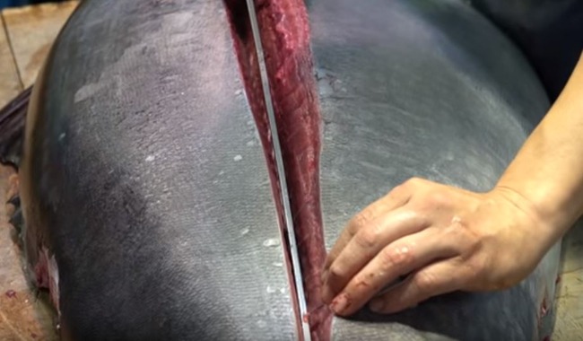 マグロの解体