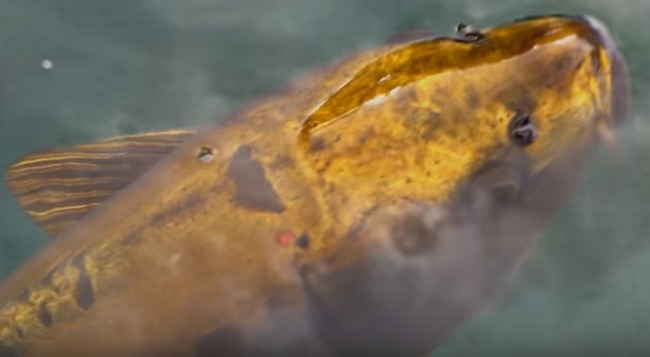 黄金の地面魚