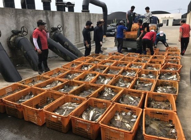 韓国の養殖魚が大量死