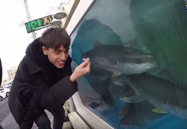 ブリの入った水槽