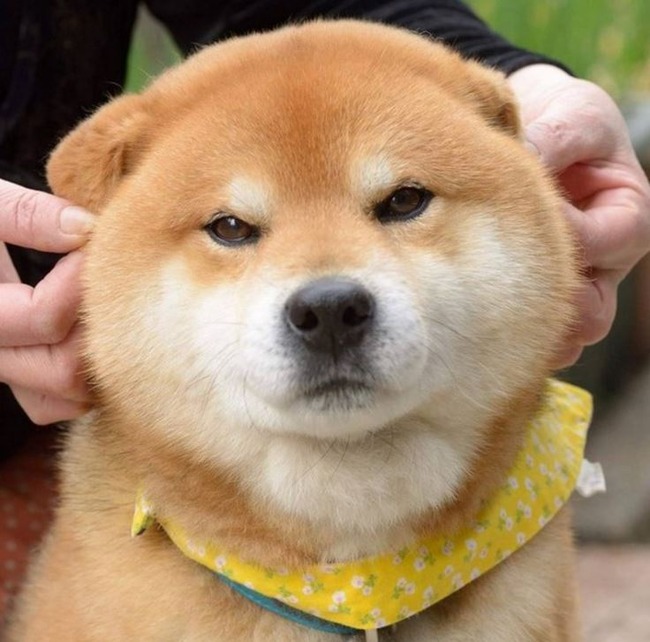 穏やかな顔の柴犬