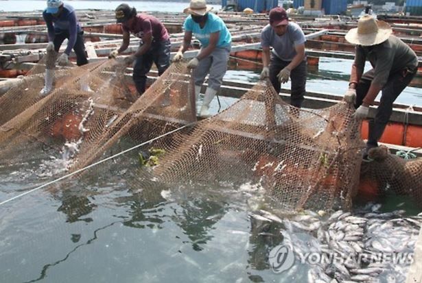 韓国の魚養殖場で魚が集団死