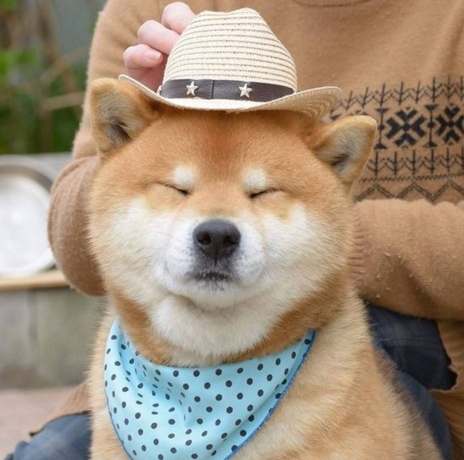 帽子をかぶった柴犬