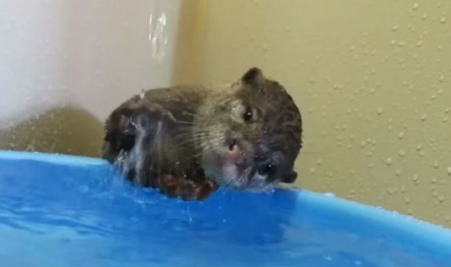 カワウソ