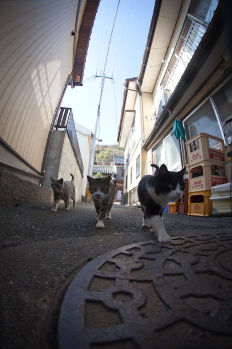 japan_cats_22