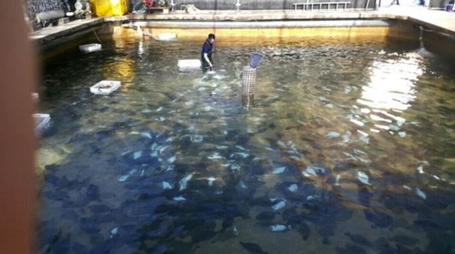 韓国の養殖魚が大量死