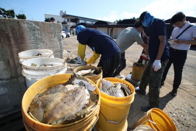 韓国の養殖魚が大量死