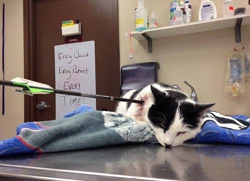 arrow_cat_01