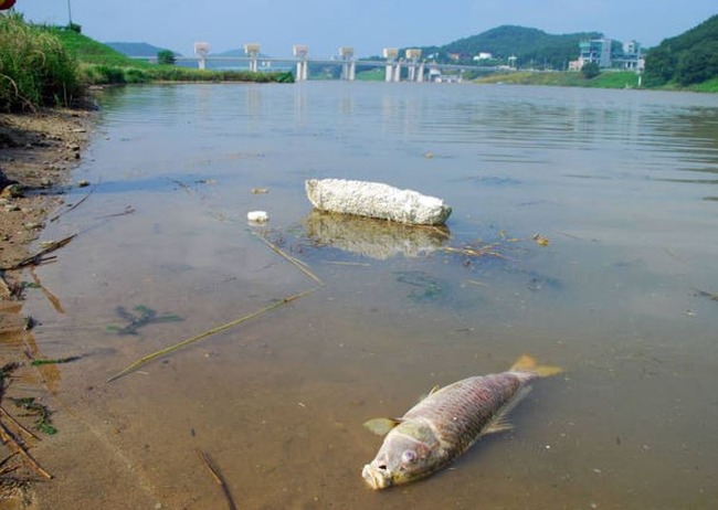 韓国で魚が大量死