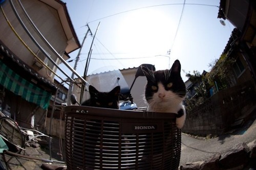 japan_cats_12