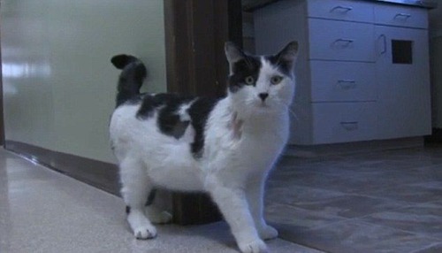 arrow_cat_06