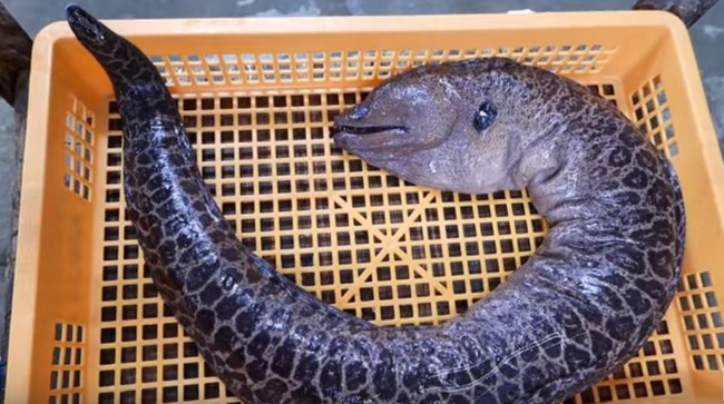 ウツボ