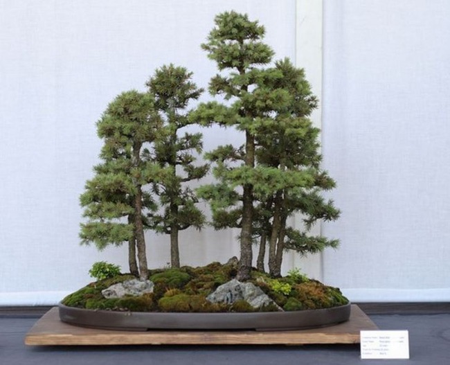 ロシア人「日本人は無慈悲に木の根を切って盆栽にする」芸術的盆栽の傑作品をご覧ください」　海外の反応　
