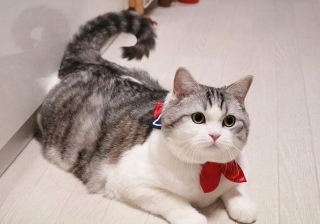 セイラー服風猫用首輪