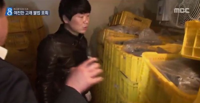韓国でミンククジラの密漁
