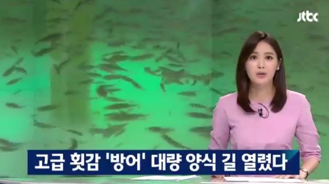 韓国がブリ養殖