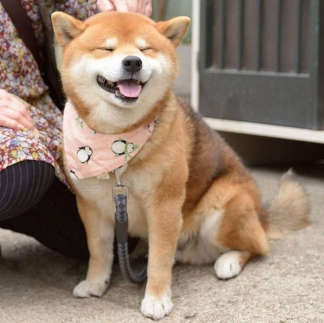 睨む柴犬