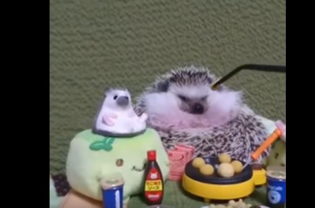 ハリネズミ