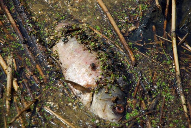 韓国の川で魚が死ぬ