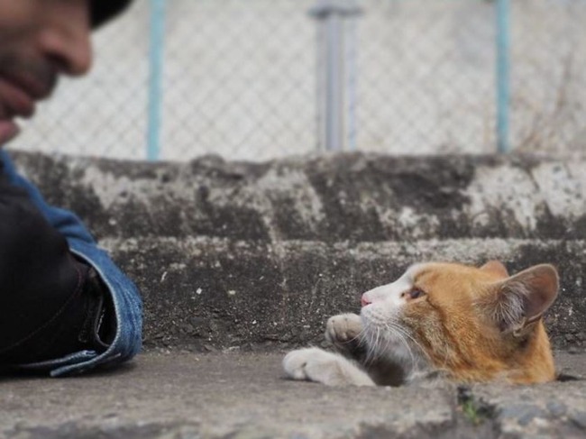 野良猫観察