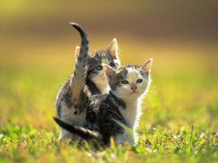 cute_kitten_012013032312