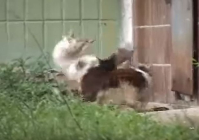 ネズミに襲われる猫