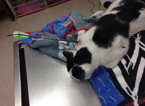 arrow_cat_03