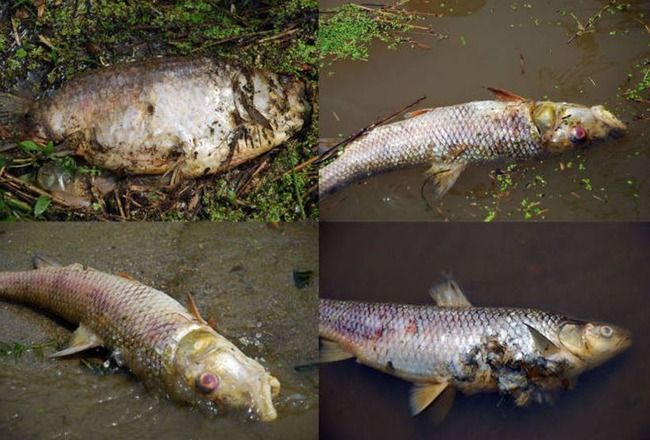 【韓国崩壊】韓国の川の水が腐り魚が大量死！川沿い一面がゴミで溢れ悪臭が漂い、汚染最悪指標種糸ミミズが大発生！　韓国反応