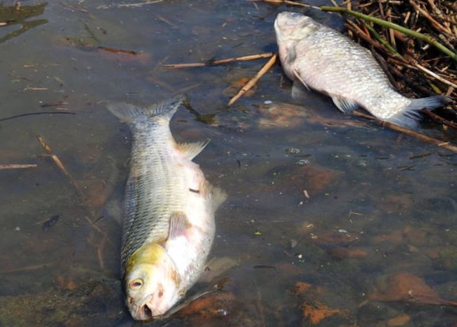死んだ魚