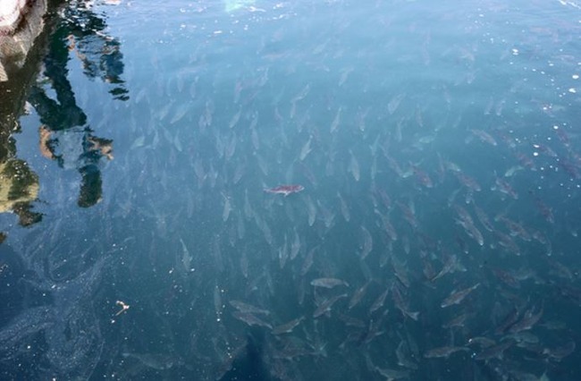 韓国の養殖魚が大量死