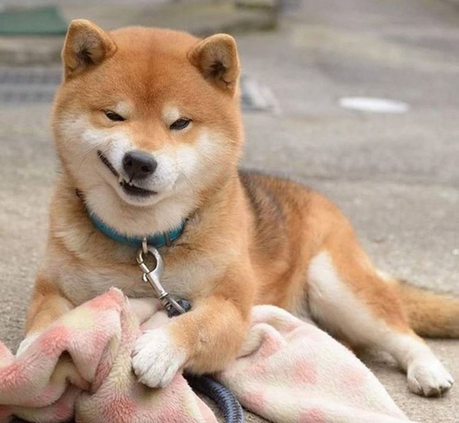 怒った柴犬