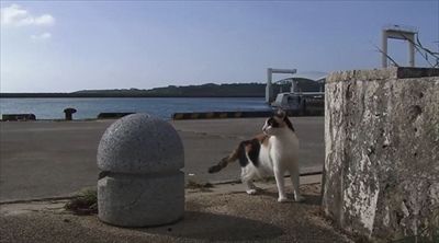 kh_1706022neko05