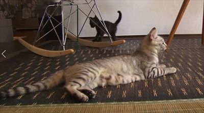 kh_1706022neko09
