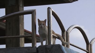 kh_1706022neko04