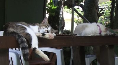 kh_1706022neko07