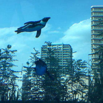 miya_170708penginsoratobu02