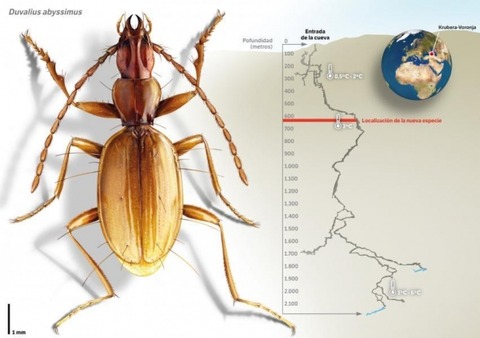 new-cave-beetle-species