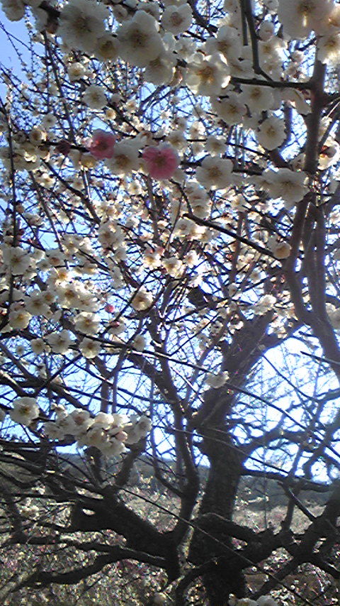 幕山公園の梅