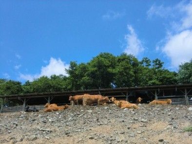 130627牧場-2