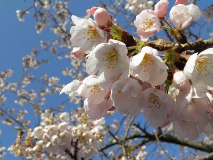 2012ohanami4