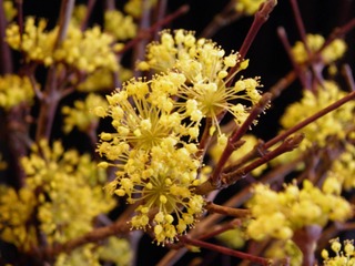 P1300109