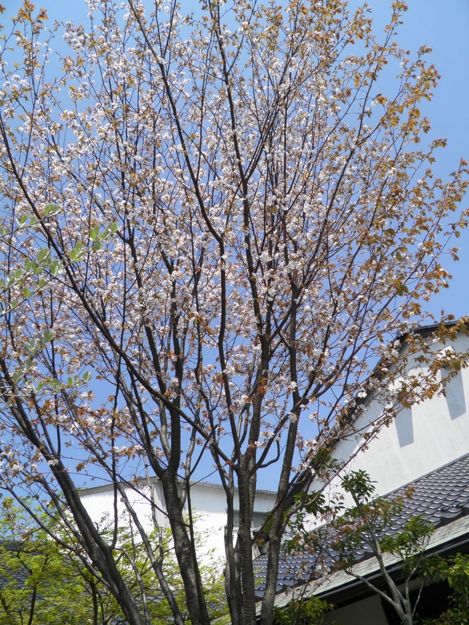 sakura5